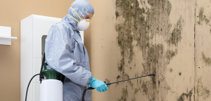 Mold damage Brooklyn